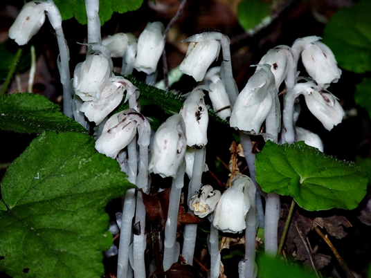 {Monotropa uniflora}